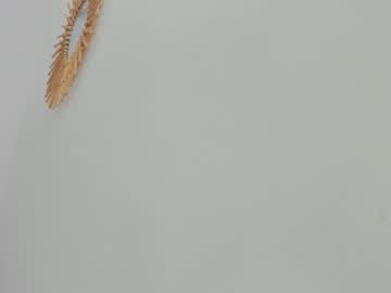 cam girl porn asheley_charris image #6121095