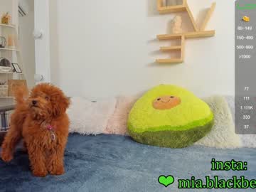cam girl porn _blaackberry image #1175315