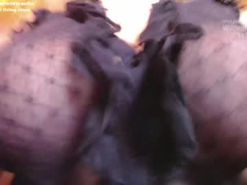 cam girl porn wildtequilla image #930211