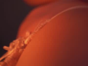 cam girl porn bibi_it_is image #5477017